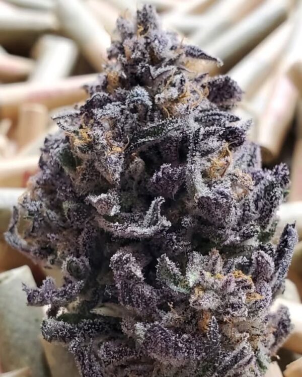 BLACK DIAMOND OG