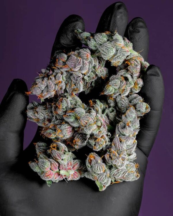 Purple Haze
