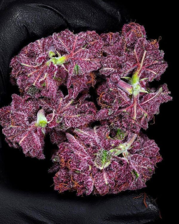 Granddaddy Purple Strain - Image 2