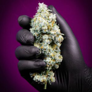 Blue Dream Strain