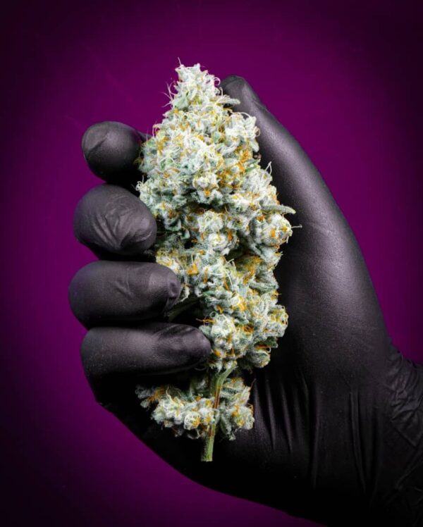 Blue Dream Strain